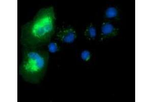 Immunofluorescence (IF) image for anti-Syntrophin, alpha 1 (Dystrophin-Associated Protein A1, 59kDa, Acidic Component) (SNTA1) antibody (ABIN1501028) (SNTA1 antibody)