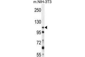 Western Blotting (WB) image for anti-Nucleoporin 107kDa (NUP107) antibody (ABIN2996376)