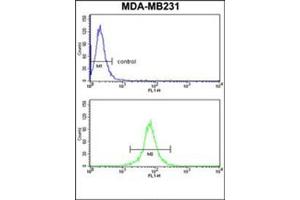 Flow cytometry analysis of MDA-MB231 cells using CD158d / KIR2DL4 Antibody (C-term) Cat. (KIR2DL4/CD158d antibody  (C-Term))