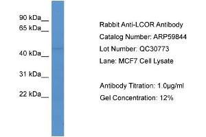 WB Suggested Anti-LCOR  Antibody Titration: 0. (Lcor antibody  (C-Term))