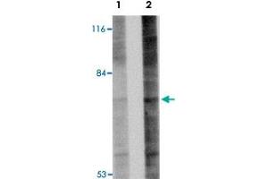 Western blot analysis of Gle1 in 293 cell lysate with Gle1 polyclonal antibody  at (A) 1 and (B) 2 ug/mL . (GLE1 antibody  (Internal Region))