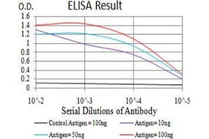 Black line: Control Antigen (100 ng),Purple line: Antigen (10 ng), Blue line: Antigen (50 ng), Red line:Antigen (100 ng) (NEFM antibody  (AA 779-916))