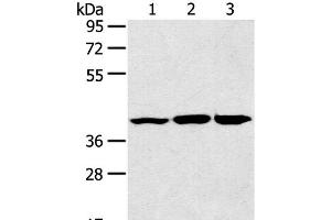Western Blot analysis of Raw264. (JNK2 antibody)