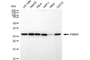 Western blotting analysis using PSMA3 antibody (ABIN7799966).
