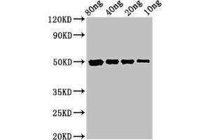 Western Blot Positive WB detected in Recombinant protein All lanes: cysP antibody at 3 μg/mL Secondary Goat polyclonal to rabbit IgG at 1/50000 dilution Predicted band size: 50 kDa Observed band size: 50 kDa (CysP (AA 26-338) antibody)