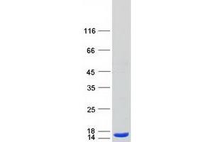 Validation with Western Blot (ATP6V1F Protein (Myc-DYKDDDDK Tag))