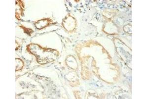 Immunohistochemistry of paraffin-embedded human kidney tissue using ABIN7172712 at dilution of 1:100 (KAP1 antibody  (AA 22-291))