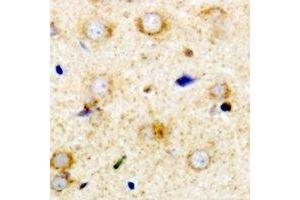 Immunohistochemical analysis of RPS14 staining in mouse brain formalin fixed paraffin embedded tissue section. (RPS14 antibody)
