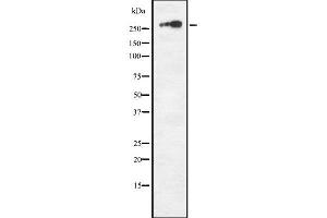 Western blot analysis NF1 using COS7 whole cell lysates (Neurofibromin 1 antibody)