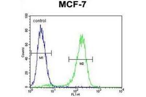 Flow cytometric analysis of MCF-7 cells using RARS Antibody (C-term) Cat. (RARS antibody  (C-Term))