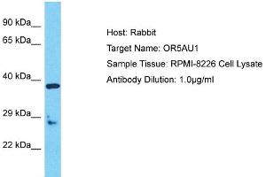 anti-Olfactory Receptor, Family 5, Subfamily AU, Member 1 (OR5AU1) (C-Term) antibody