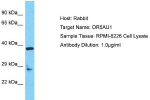 Host: Rabbit Target Name: OR5AU1 Sample Type: RPMI-8226 Whole Cell lysates Antibody Dilution: 1. (OR5AU1 antibody  (C-Term))