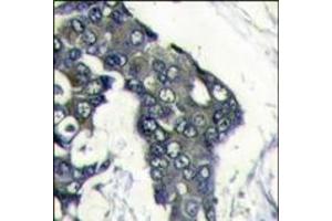 Image no. 2 for anti-Vascular Endothelial Growth Factor A (VEGFA) (N-Term) antibody (ABIN358811)