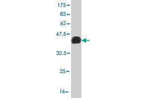 Western Blot detection against Immunogen (36. (LHX4 antibody  (AA 208-306))