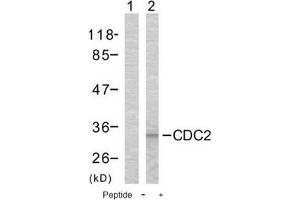 Image no. 1 for anti-Cyclin-Dependent Kinase 1 (CDK1) (Thr161) antibody (ABIN197353) (CDK1 antibody  (Thr161))