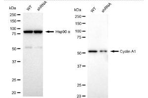 Western blotting analysis using Cyclin A1 antibody (ABIN7798185).