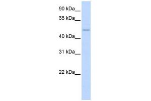 WNT2B antibody used at 1 ug/ml to detect target protein. (WNT2B antibody  (N-Term))