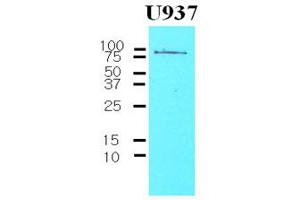Western Blotting (WB) image for anti-CD44 (CD44) (AA 21-145) antibody (ABIN263995) (CD44 antibody  (AA 21-145))