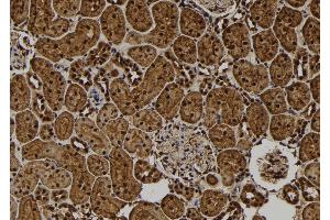 ABIN6277665 at 1/100 staining Rat kidney tissue by IHC-P. (CREM antibody  (Internal Region))