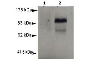 Detection of Prdm1 in murine plasmacytoma cell lysate (P3X) using Prdm1 monoclonal antibody, clone 3H2-E8 .