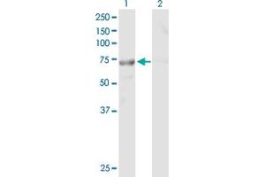 TTC30B antibody  (AA 1-665)