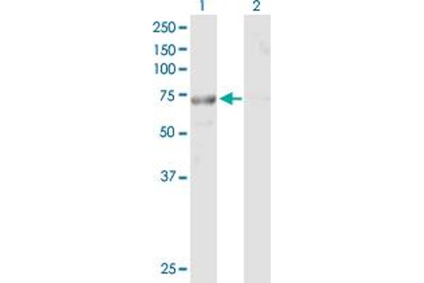 TTC30B antibody  (AA 1-665)