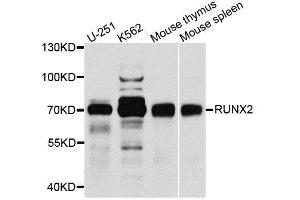 Western blot analysis of extracts of various cell lines, using RUNX2 antibody. (RUNX2 antibody  (AA 242-521))