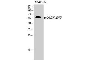 Western Blotting (WB) image for anti-Cell Division Cycle 25 Homolog A (S. Pombe) (CDC25A) (pSer75) antibody (ABIN3179409) (CDC25A antibody  (pSer75))