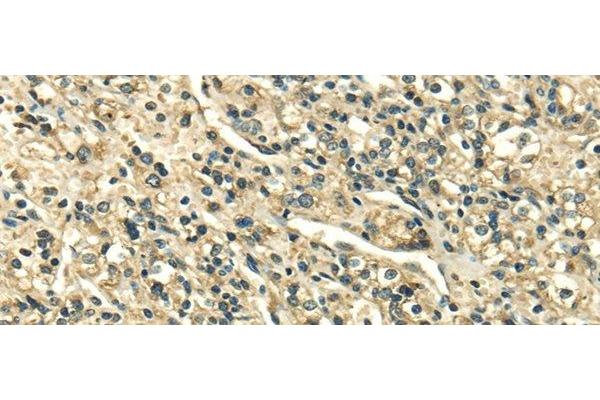 SDF4 antibody