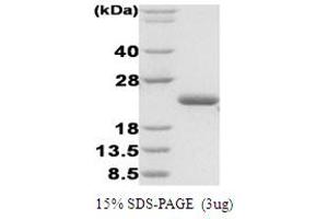 SDS-PAGE (SDS) image for Disulfide Oxidoreductase (DsbA) protein (ABIN666855) (Disulfide Oxidoreductase (DsbA) Protein)
