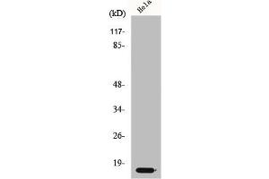 Western Blot analysis of HeLa cells using p14 Polyclonal Antibody (CDKN2A antibody  (Internal Region))
