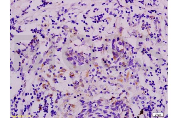 LGR5 antibody  (AA 810-907)