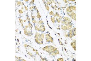 Immunohistochemistry of paraffin-embedded human stomach using MLN antibody at dilution of 1:100 (40x lens).