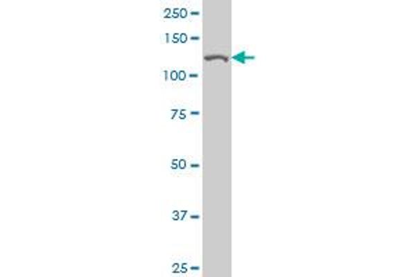 CAND1 antibody  (AA 1-100)