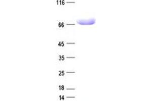 Validation with Western Blot (LY9 Protein (DYKDDDDK Tag))