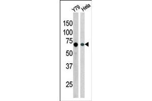 Image no. 1 for anti-RAD9 Homolog A (S. Pombe) (RAD9A) (pSer387) antibody (ABIN358207) (RAD9A antibody  (pSer387))