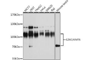 Western blot analysis of extracts of various cell lines, using EZH2/KMT6 antibody (ABIN6133509, ABIN6140393, ABIN6140396 and ABIN6215059) at 1:1000 dilution. (EZH2 antibody  (AA 1-250))