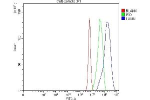 anti-T-Box 18 (TBX18) (AA 1-607) antibody