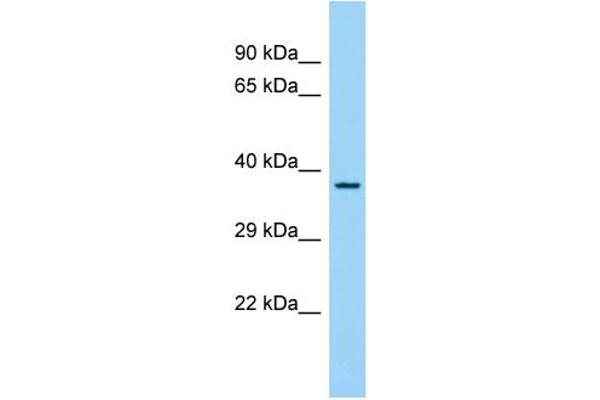 FAM110C antibody  (N-Term)