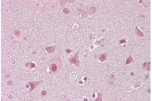 Anti-SREBF1 / SREBP-1 antibody IHC staining of human brain, cortex. (SREBF1 antibody  (AA 461-510))