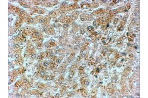 ABIN184571 (2µg/ml) staining of paraffin embedded Human Liver.