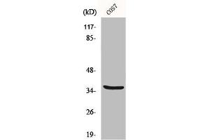 Western Blot analysis of COS7 cells using MRP-L44 Polyclonal Antibody (MRPL44 antibody  (Internal Region))
