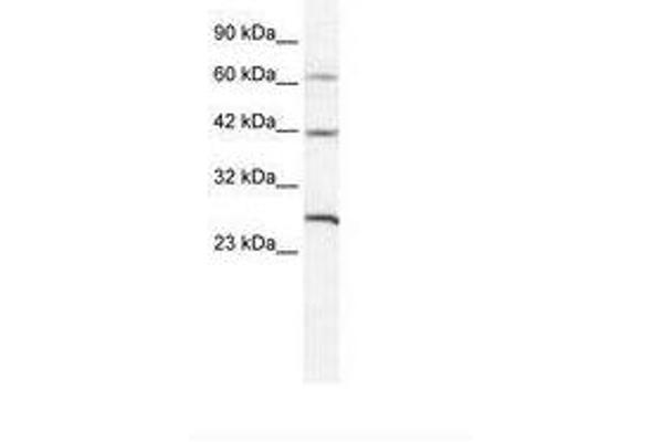 Gap Junction Protein, delta 3, 31.9kDa (GJD3) (AA 31-80) anticorps