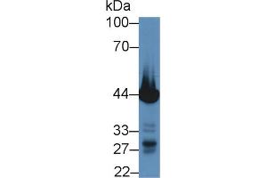 Western blot analysis of Mouse Heart lysate, using Pig TNNT2 Antibody (5 µg/ml) and HRP-conjugated Goat Anti-Rabbit antibody (