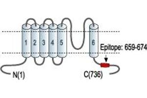 Small Conductance Calcium-Activated Potassium Channel Protein 3 (KCNN3) (C-Term) peptide