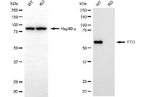Western blotting analysis using FTO antibody (ABIN7798580). (Recombinant FTO antibody)