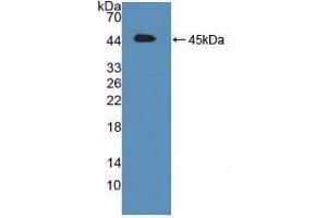 Detection of Recombinant ATF6, Mouse using Polyclonal Antibody to Activating Transcription Factor 6 (ATF6) (ATF6 antibody  (AA 1-377))