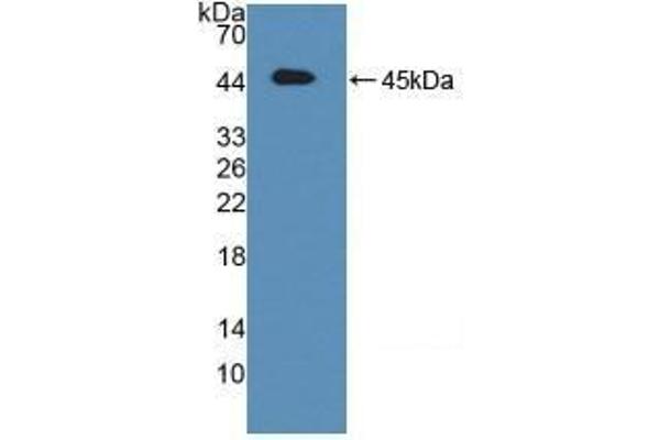 ATF6 抗体  (AA 1-377)