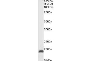 ABIN5539930 (0. (NSG2 antibody  (C-Term))