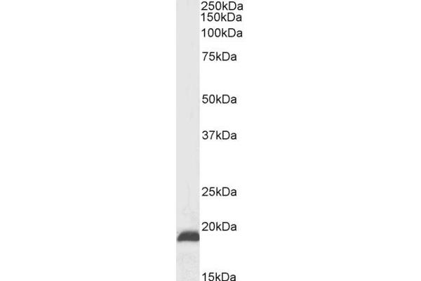NSG2 antibody  (C-Term)